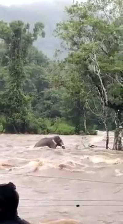 ? A wild Elephant casually walking in the flooded Chalakudy River in Kerala state, India.
