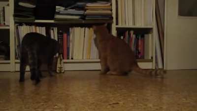 Cat continuously startled by a metronome but it is determined to stop the metronome