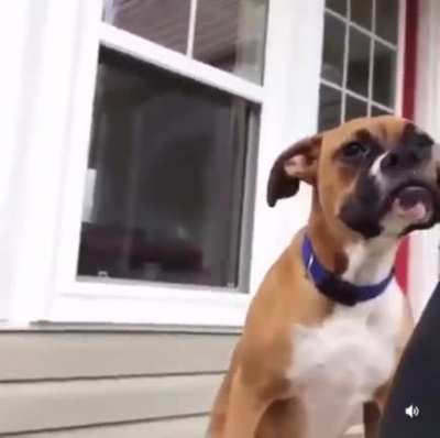 Cute dog.