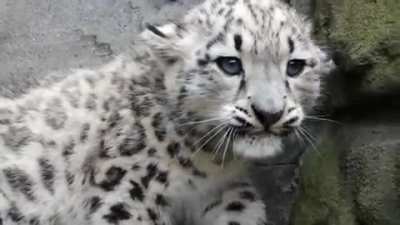 ? Snow leopard cub hisses then is sad