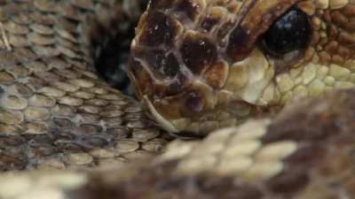 ? Diamondback rattlesnake in Saguaro National Park drinking rainwater collected on it's scales