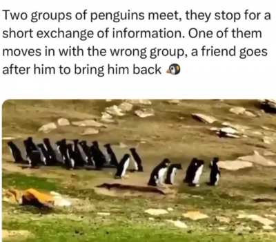 ?Penguin interaction ?