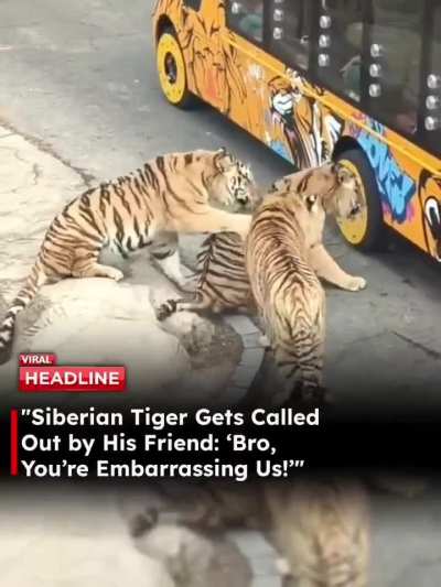 A Siberian tiger tried to bite a safari vehicle's tire in Liaoning, China, but a companion tiger stepped in to stop the mischief.