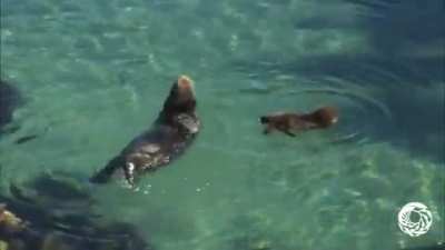 ? Otter Pup learns how to Otter
