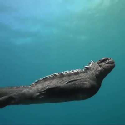 ? Marine Iguana ?