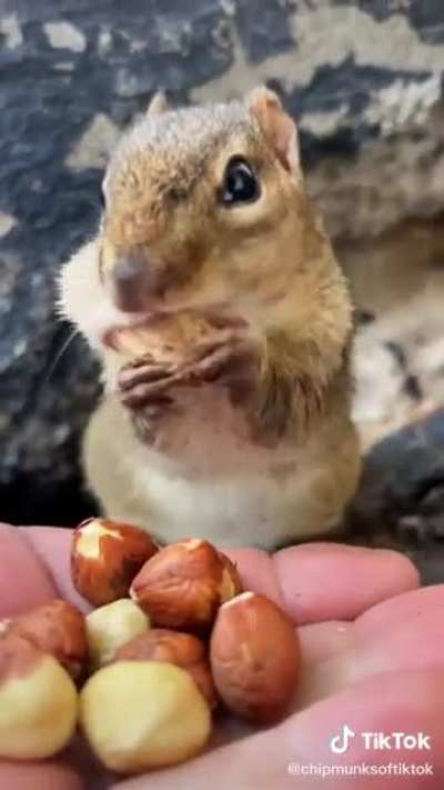 The squishy