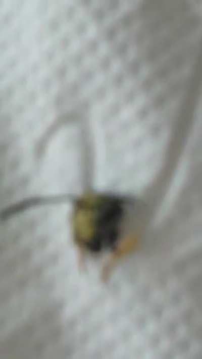 This was in my school where we had to seperate all the body parts (not the internal organs) from the wasp. We were all given dead wasps. Miraculously, my wasp was still alive and its head was moving.