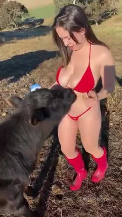 Cow's like ; gimme some milk