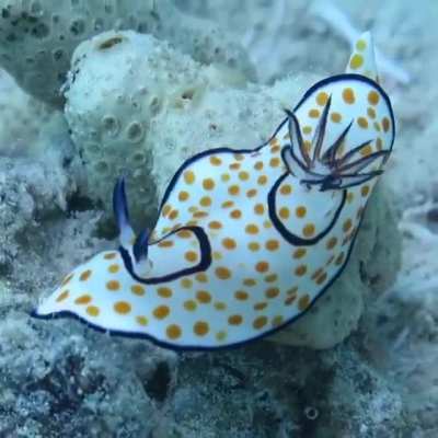 ? Nudibranchs are a suborder of gastropod mollusks, order Opisthobranchs, characterized by their extraordinary colors