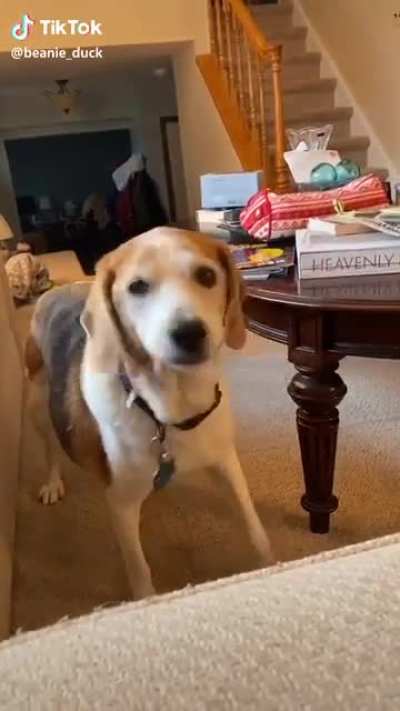 “Woof”