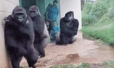 ? No one likes getting wet, especially these four adult western lowland gorillas at Riverbanks Zoo in Garden in Columbia, South Carolina.