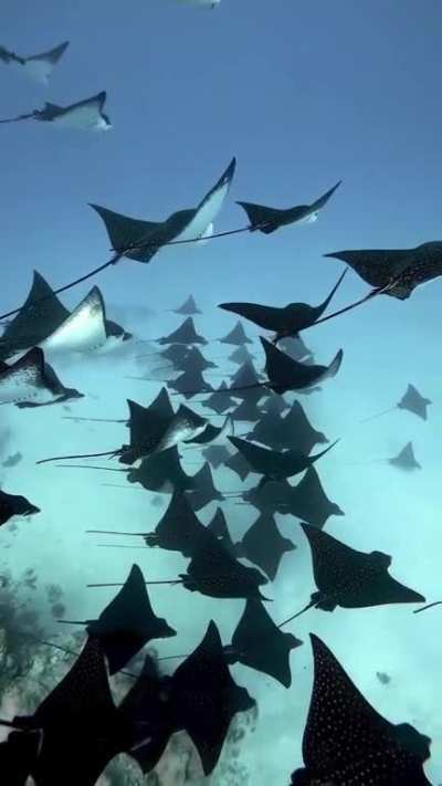 ?School of Sting Rays