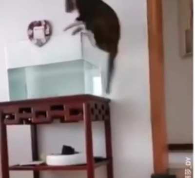Jumping into the aquarium