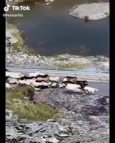 ? Sheep