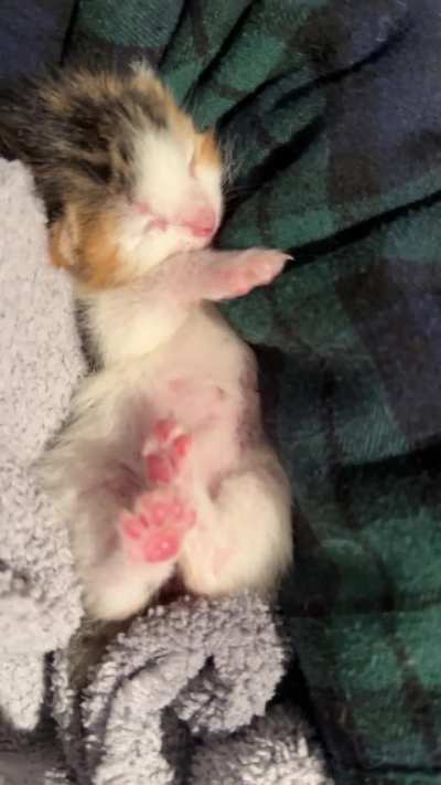 Sound up for this tiny motor! Bonus little beans. ?