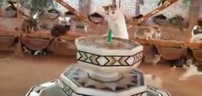 Cat is Cat ?