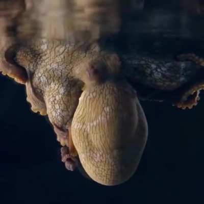 ? A Sleeping Octopus Changes Color While Dreaming.