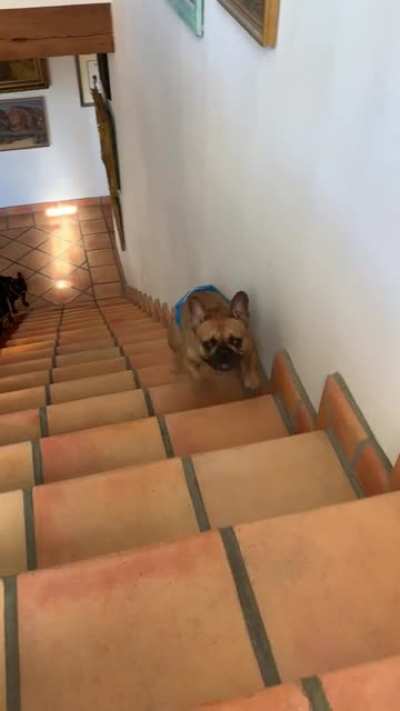 This is how my Frenchie, Biggie climbs stairs
