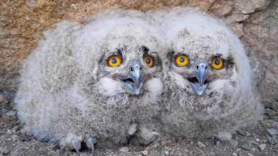 ? A pair of Eurasian Eagle-Owl babies (sound on)
