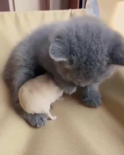 Smol Tom&amp;Jerry