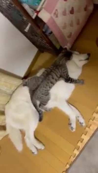 Cat doing some cleaning