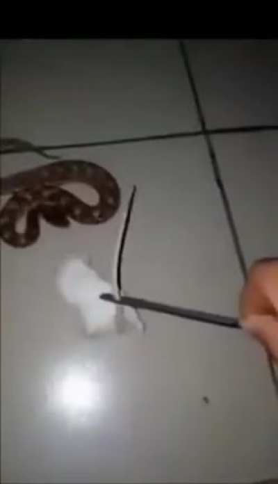 snek ?