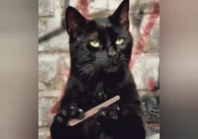 Cat scratch fever
