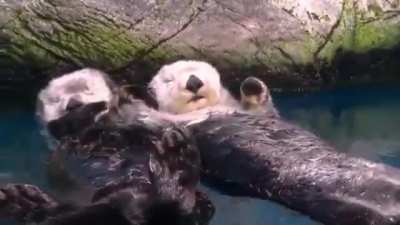 TIL Sea otters hold hands to stop drifting apart and losing each other while sleeping in the water.