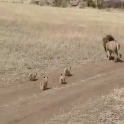 ? Lion cubs out with dad