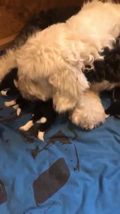 feeding time! nine 2 week old english sheep dogs and one proud mumma?