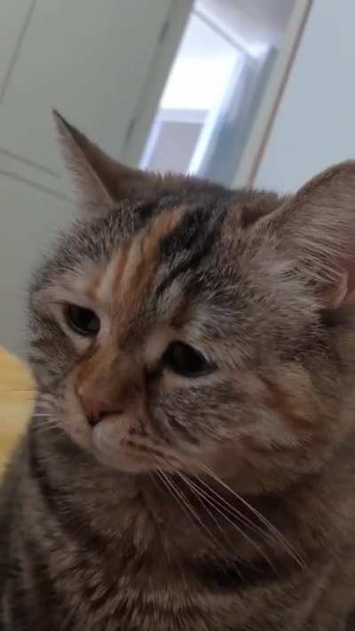 cats when they did something wrong?