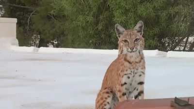 ? The spooky moment a mom bobcat notices she is being watched