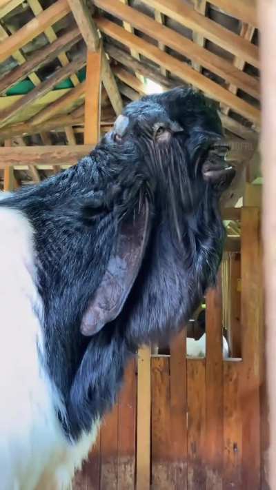 ?The Damascus goat is like the bulldog of goats. It has an exceptionally short face and is much taller than most goat breeds.