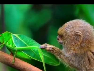 ? The Curious&amp; Inquisitive Pygmy Marmoset with a Large Insect ?