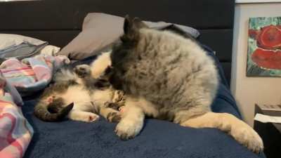 Cleaning up before play time ??