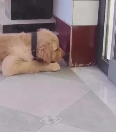 Bro has no survival instincts