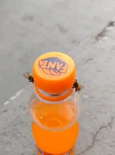 ? Two bees work together to open a Fanta bottle