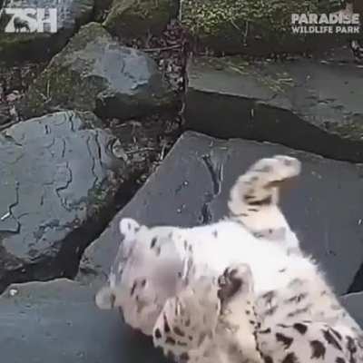 Derpy chonkers