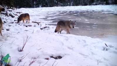 ? Northern Minnesota Wolf Pack in one frame?