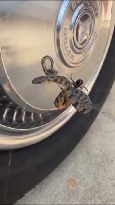 ? Black widow catches a whole ass snake in its web