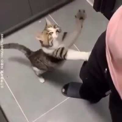 Good kitty