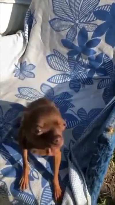Dog lets out a fierce howl when asked "Who's the Doberman."