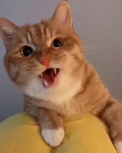 That Meow ?