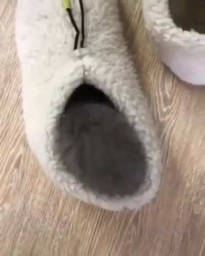 Little Surprise