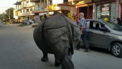 ? Rhino casually walking through a village in Nepal
