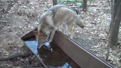 ? Coyote accidentally gives itself a brain freeze while drinking from a frozen water trough
