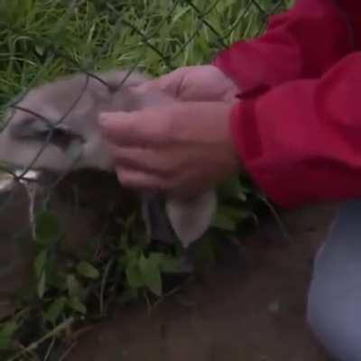 Man saves a baby swan..