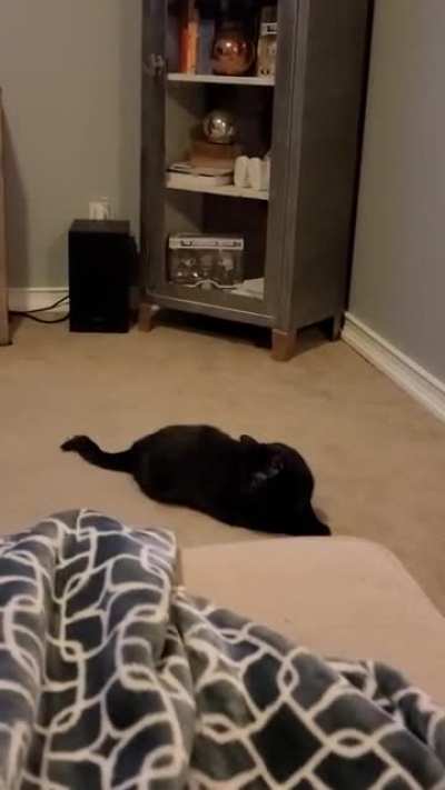 Spooky cat