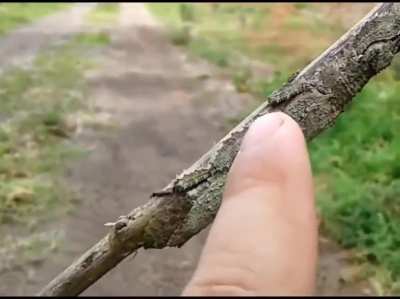 Nature is wild....