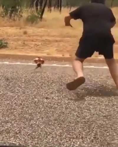 ? Getting chased by an angry Frilled-neck Lizard ?